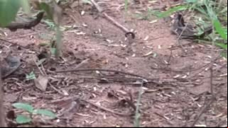 Kamala Aunty Phone lo Srungaram with Neighbour Telugu Phone Talk  Talk Telugu Mu low Video